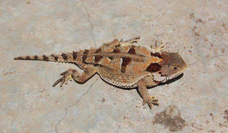 Phrynosoma orbiculare Phrynosoma orbiculare