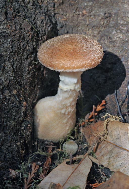 Armillaria gallica