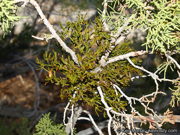 Phoradendron densum