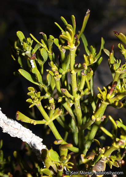 Phoradendron densum