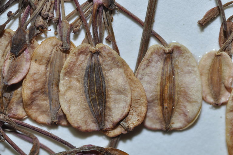 Lomatium parvifolium