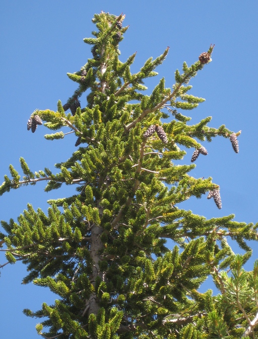 Pinus balfouriana