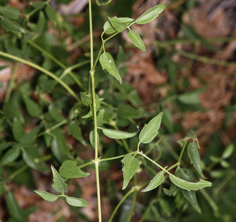Clematis ligusticifolia