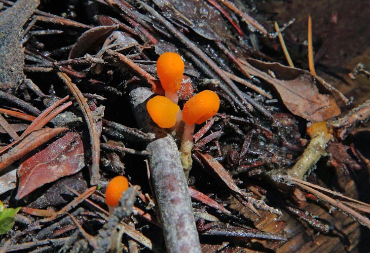 Mitrula elegans Mitrula elegans