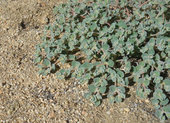 Euphorbia vallis-mortae