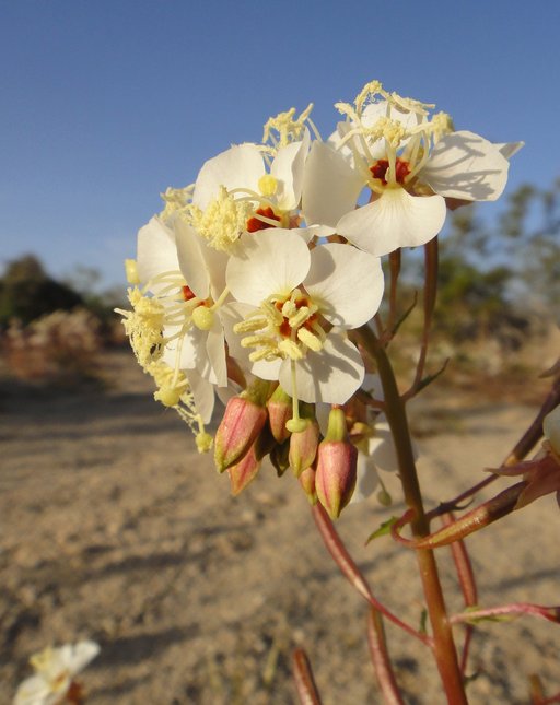 Chylismia claviformis ssp. claviformis