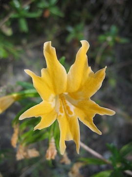 Diplacus grandiflorus Diplacus grandiflorus