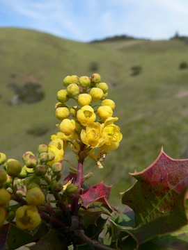 Berberis nervosa
