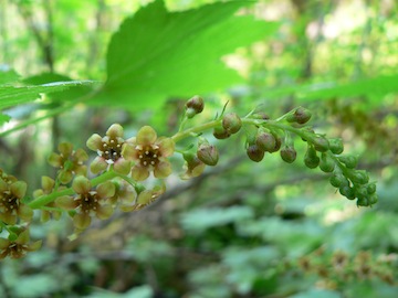 Ribes bracteosum