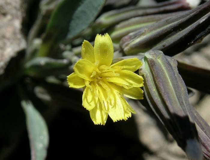 Crepis nana