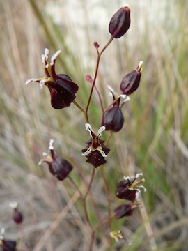 Streptanthus glandulosus ssp. niger Streptanthus glandulosus ssp. niger