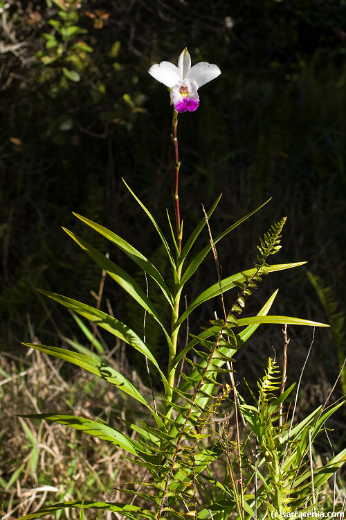 Arundina graminifolia