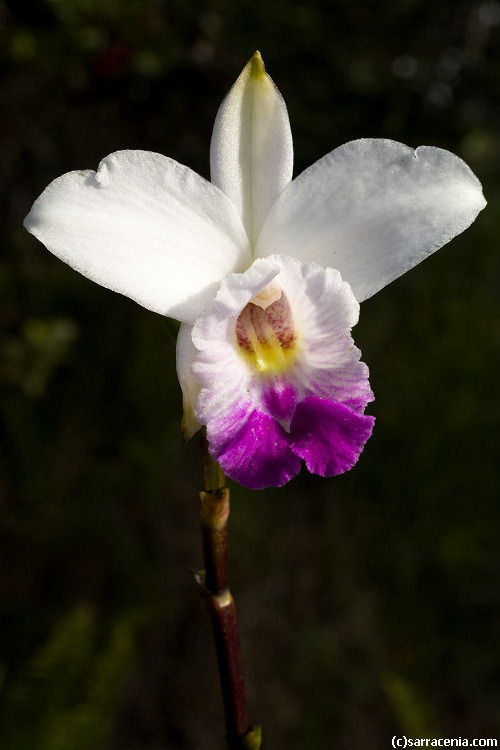 Arundina graminifolia