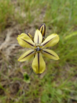 Triteleia ixioides ssp. unifolia Triteleia ixioides ssp. unifolia
