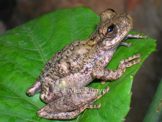 Flectonotus pygmaeus