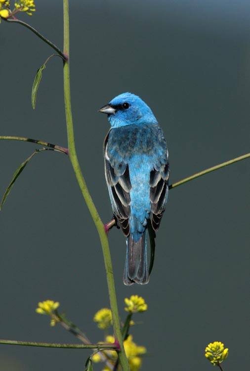 Passerina amoena