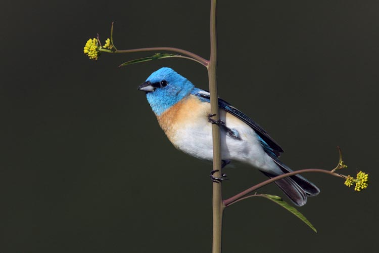 Passerina amoena