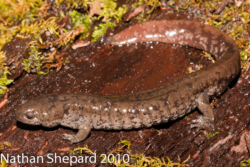 Ambystoma texanum Ambystoma texanum