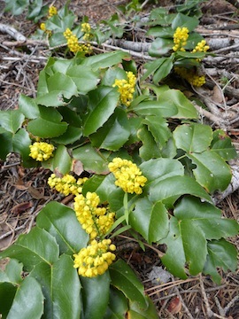 Berberis aquifolium