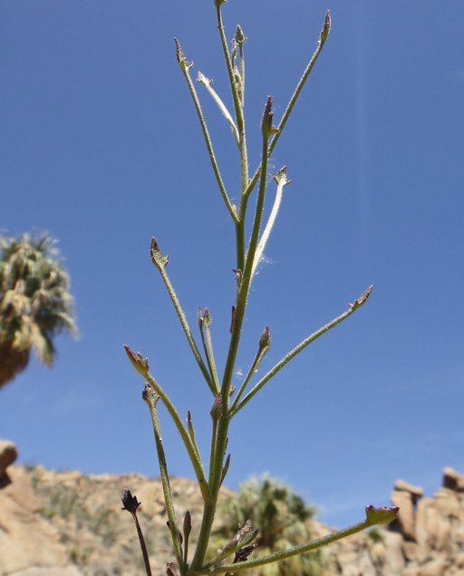 Pleurocoronis pluriseta Pleurocoronis pluriseta