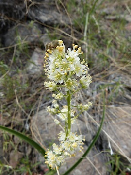 Toxicoscordion venenosum