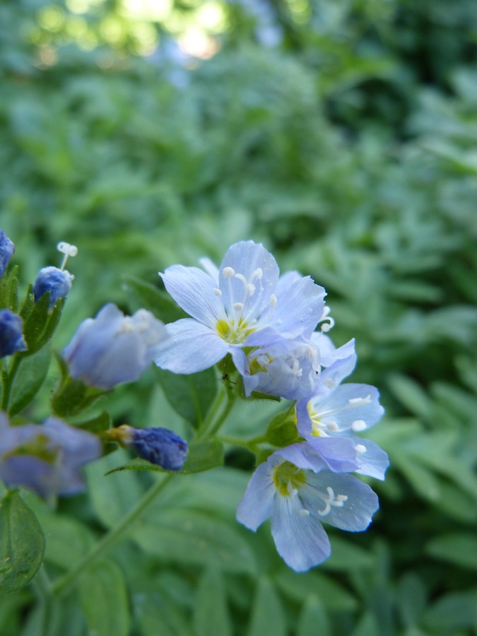 Polemonium pulcherrimum