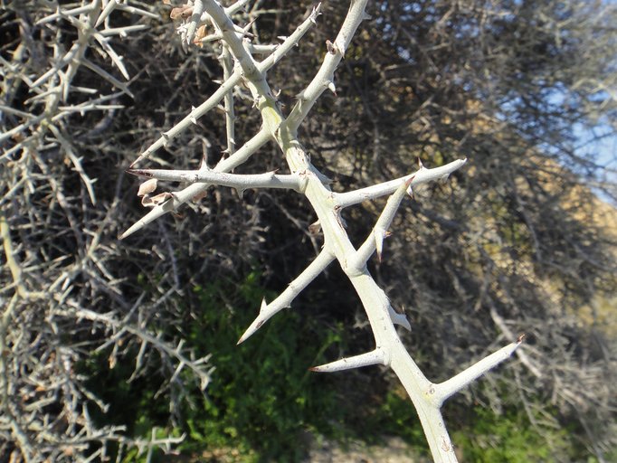 Ziziphus obtusifolia var. canescens Ziziphus obtusifolia var. canescens