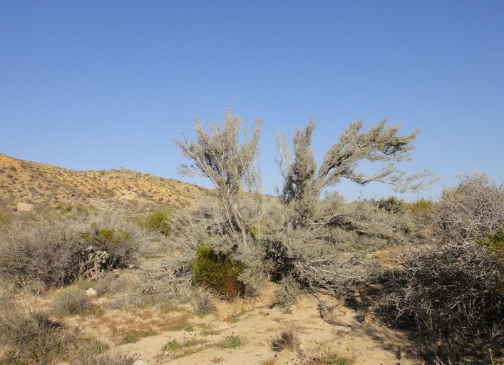 Ziziphus obtusifolia var. canescens