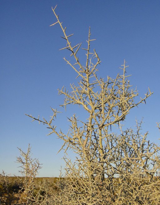 Ziziphus obtusifolia var. canescens Ziziphus obtusifolia var. canescens
