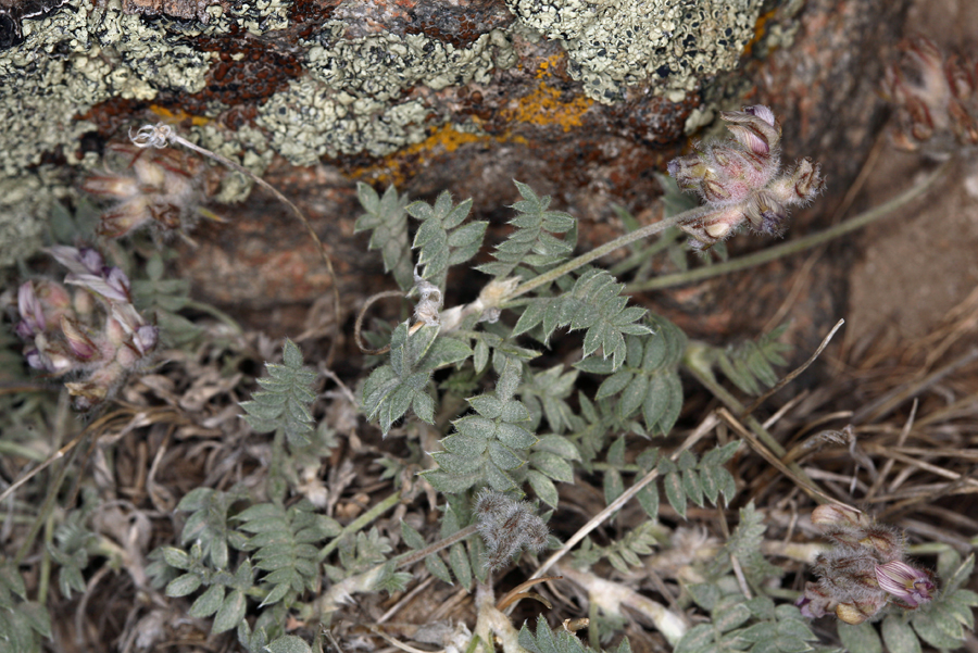 Astragalus austiniae Astragalus austiniae