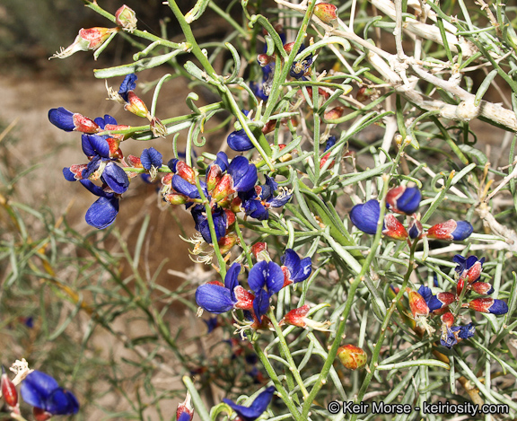 Psorothamnus schottii