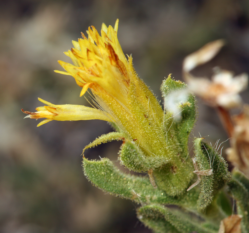 Ericameria discoidea