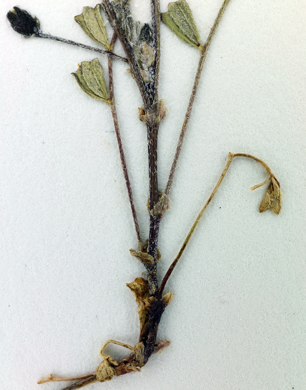 Astragalus pauperculus