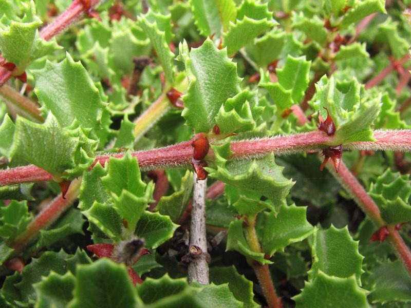 Ceanothus gloriosus var. gloriosus