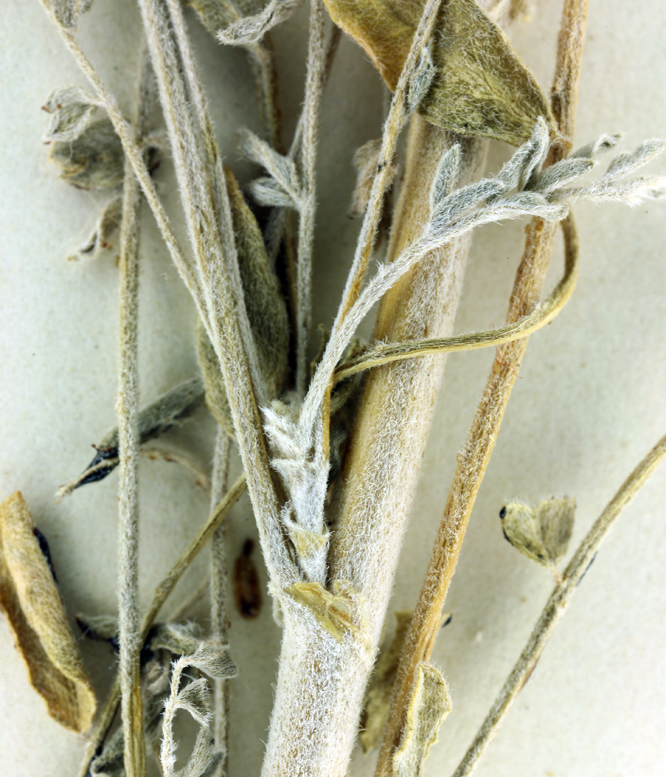 Astragalus trichopodus var. lonchus
