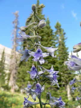 Delphinium occidentale Delphinium occidentale
