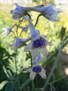 Delphinium occidentale Delphinium occidentale