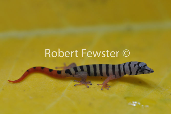 Sphaerodactylus elegans Sphaerodactylus elegans