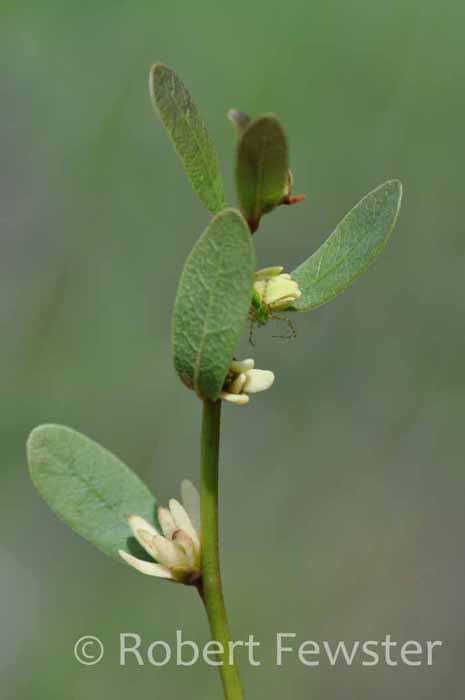 Asimina rugelii Asimina rugelii
