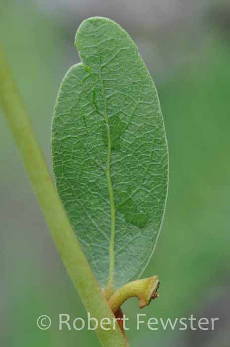 Asimina rugelii Asimina rugelii