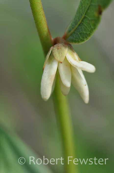 Asimina rugelii Asimina rugelii