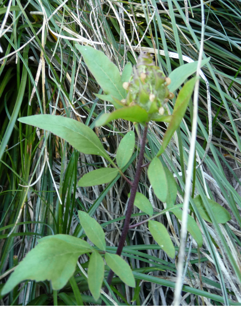 Pedicularis howellii