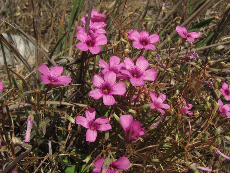 Oxalis articulata ssp. rubra Oxalis articulata ssp. rubra