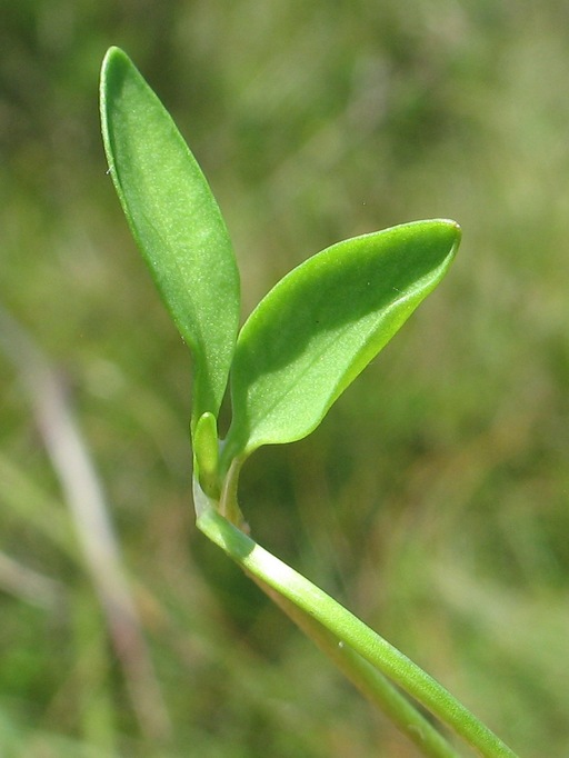 Ranunculus flammula var. ovalis