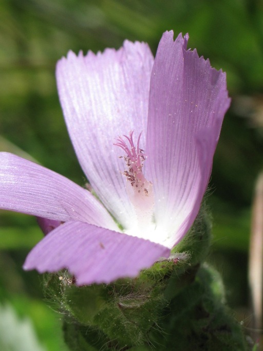 Sidalcea calycosa ssp. rhizomata