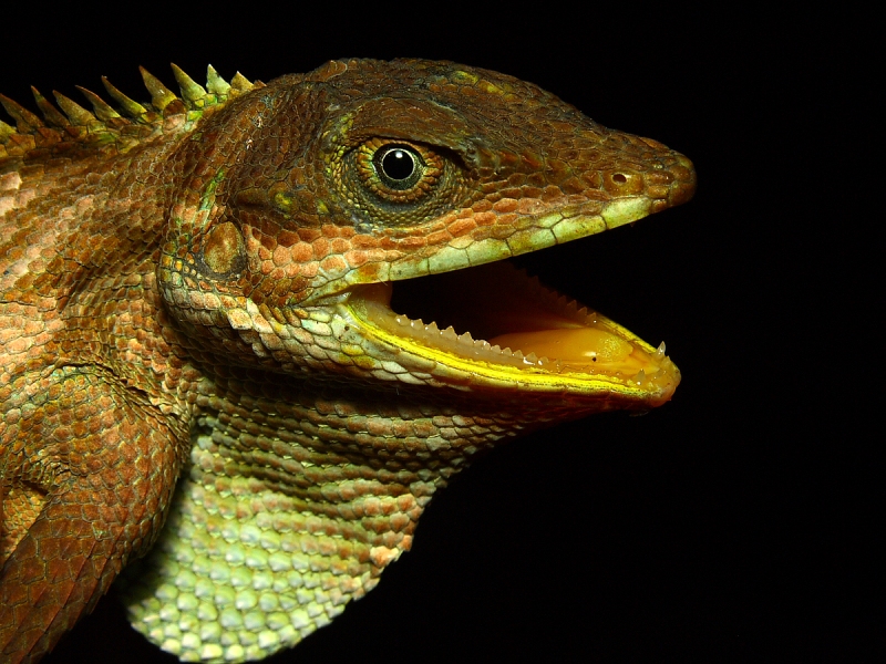 Pseudocalotes andamanensis Pseudocalotes andamanensis