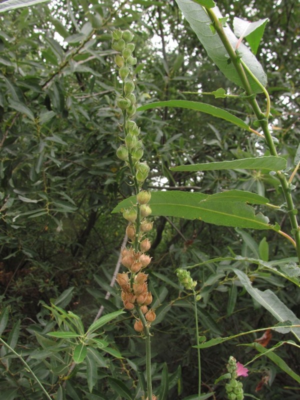 Sidalcea oregana ssp. valida