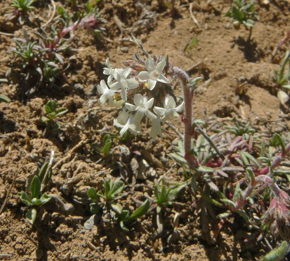 Ipomopsis spicata ssp. tridactyla