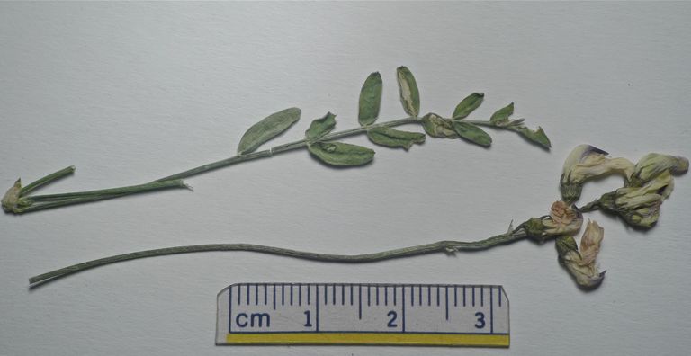 Astragalus miser