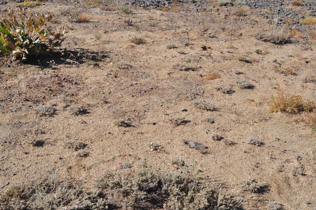 Artemisia tripartita ssp. tripartita
